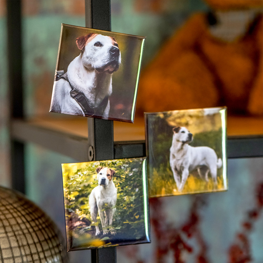 Mehrere quadratische Fotomagnete mit Hundefotos, vertikal an einem Metallregal befestigt